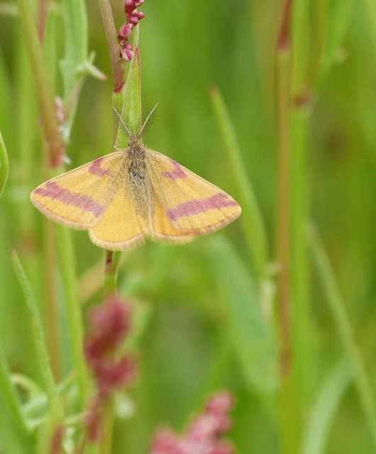 Lythria cruentaria - bíborcsíkos araszoló