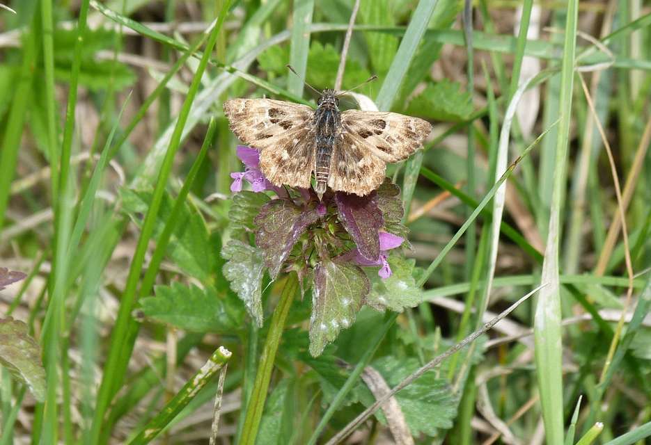 Carcharodus alceae - mályva-busalepke