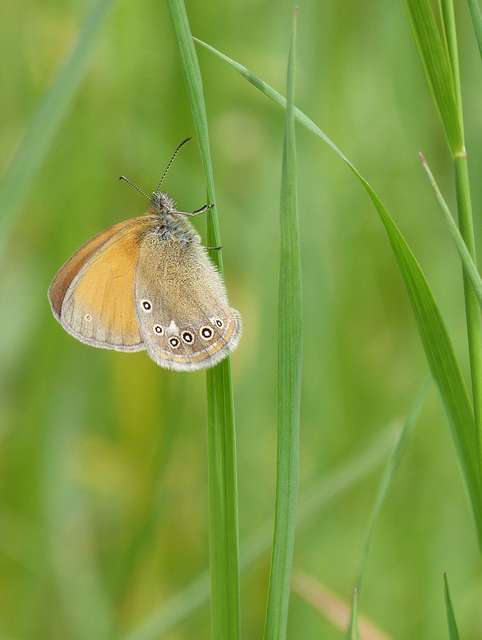 Coenonympha glycerion - közönséges szénalepke