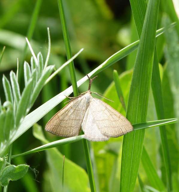 Polypogon tentacularia - sötétaljú karcsúbagoly