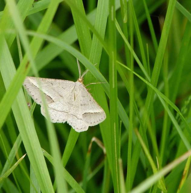 Tephrina arenacearia - lucerna-araszoló