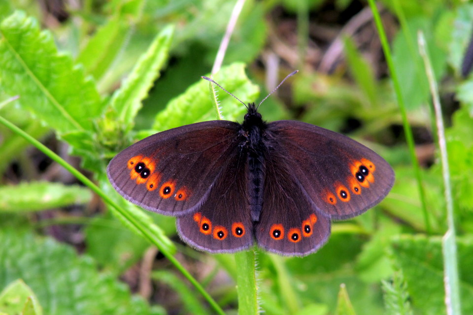 Erebia medusa - tavaszi szerecsenlepke