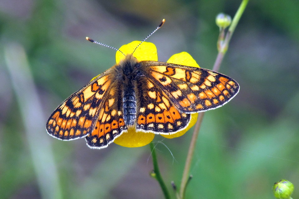 Euphydryas aurinia - lápi tarkalepke