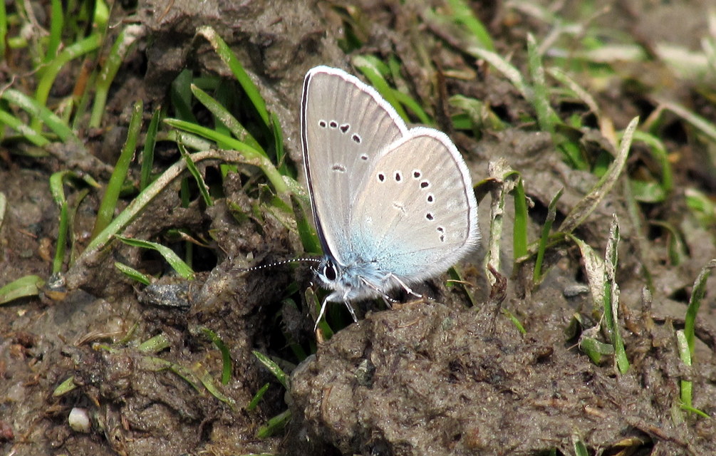 Cyaniris semiargus - aprószemes boglárka