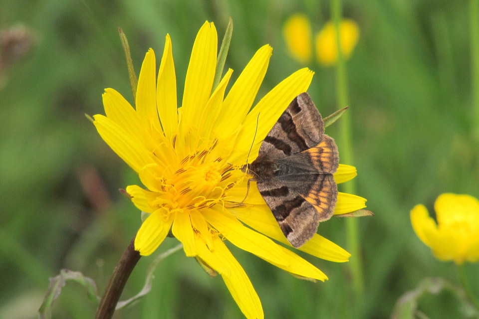 Euclidia glyphica - közönséges nappalibagoly