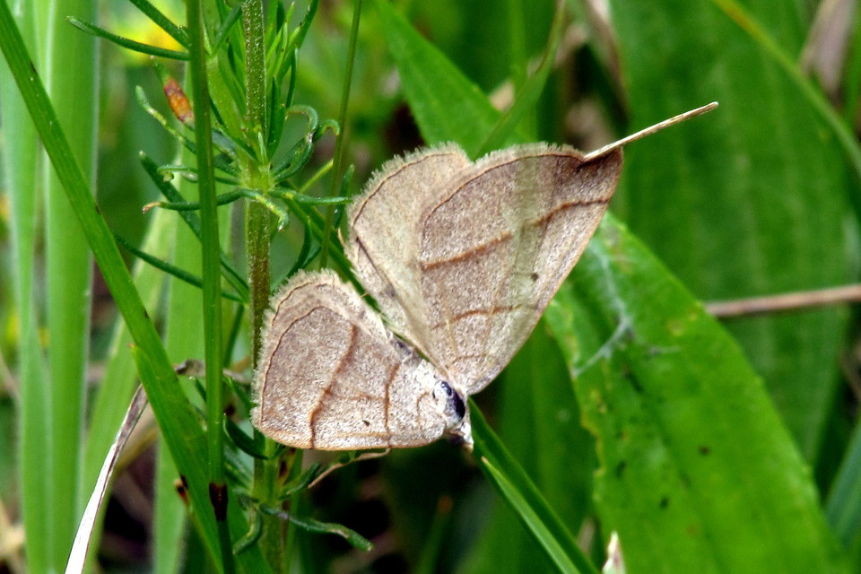 Scotopteryx mucronata/luridata/ignorata