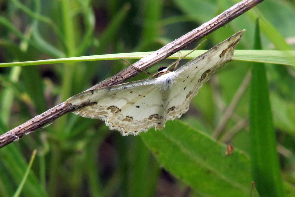 Scopula ornata - díszes fehéraraszoló