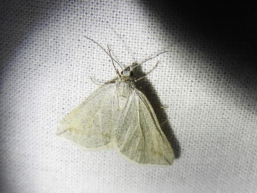 Lithostege griseata - szürke araszoló