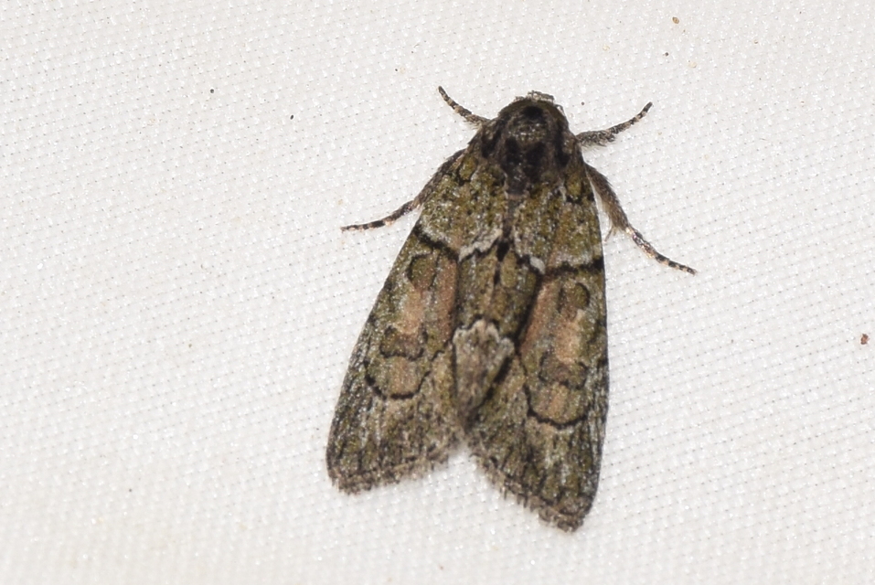 Cryphia fraudatricula - homoki zuzmóbagoly