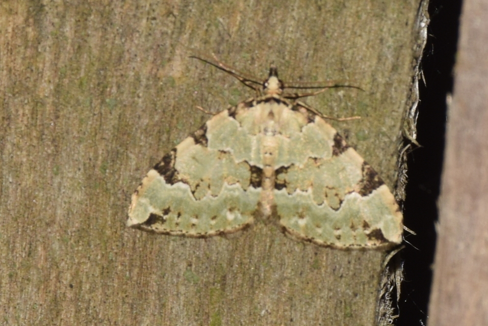 Colostygia pectinataria - zöld levélaraszoló