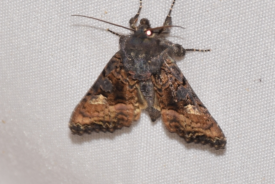 Euplexia lucipara - szeder-csipkésbagoly
