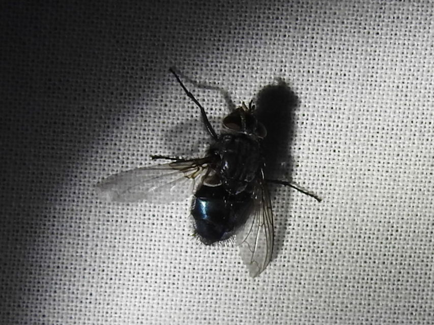 Calliphora vicina - kék dongólégy