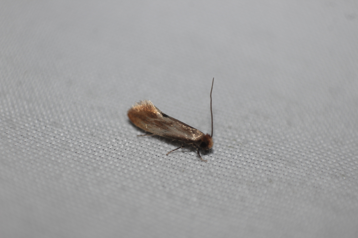 Tinea semifulvella - fényes hulladékmoly