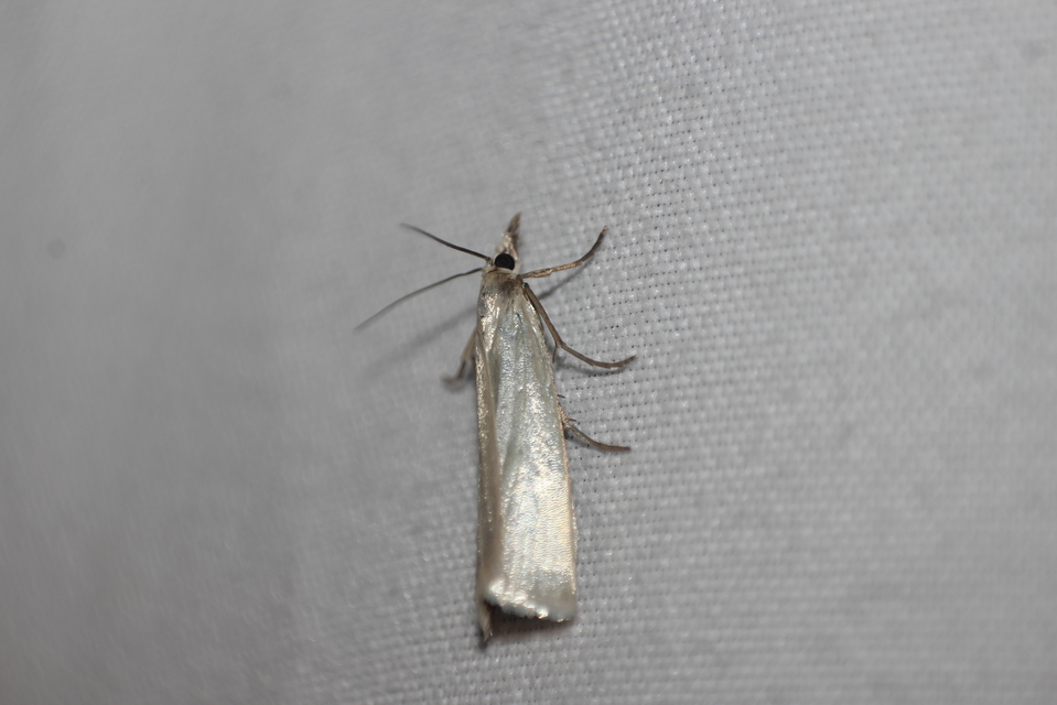 Crambus perlella - gyöngyházas fűgyökérmoly