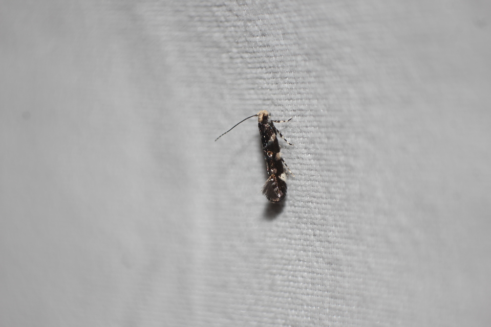 Eteobalea