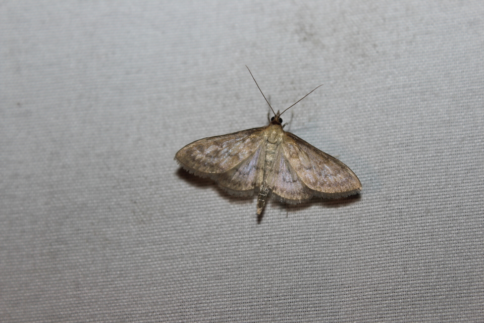 Patania ruralis - csalánevő tűzmoly