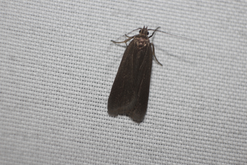 Gelechiidae - sarlósajkú-molylepkefélék