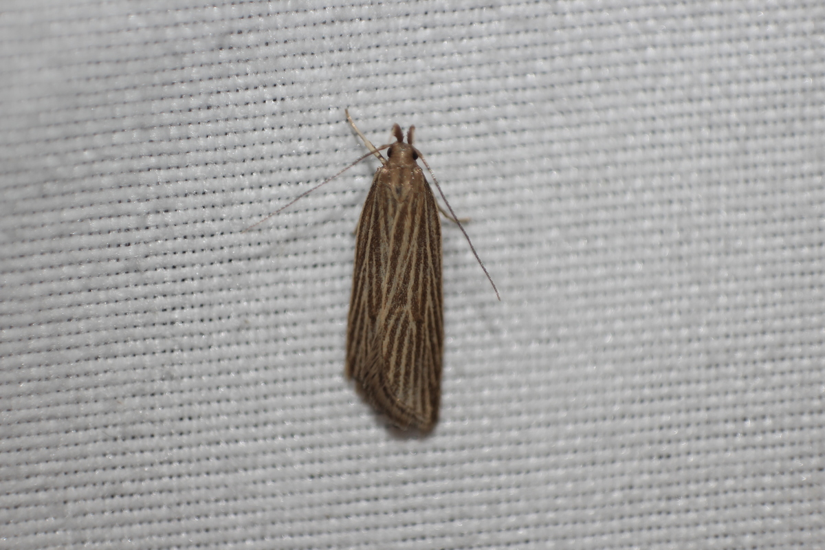 Helcystogramma albinervis - fehérerű lápimoly