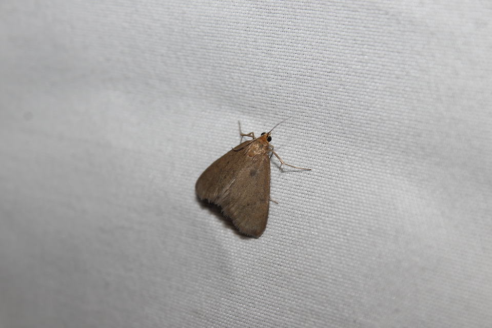 Evergestis aenealis - patinás dudvamoly