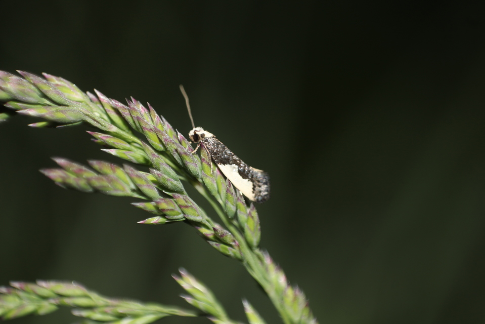 Monopis monachella - apácamoly