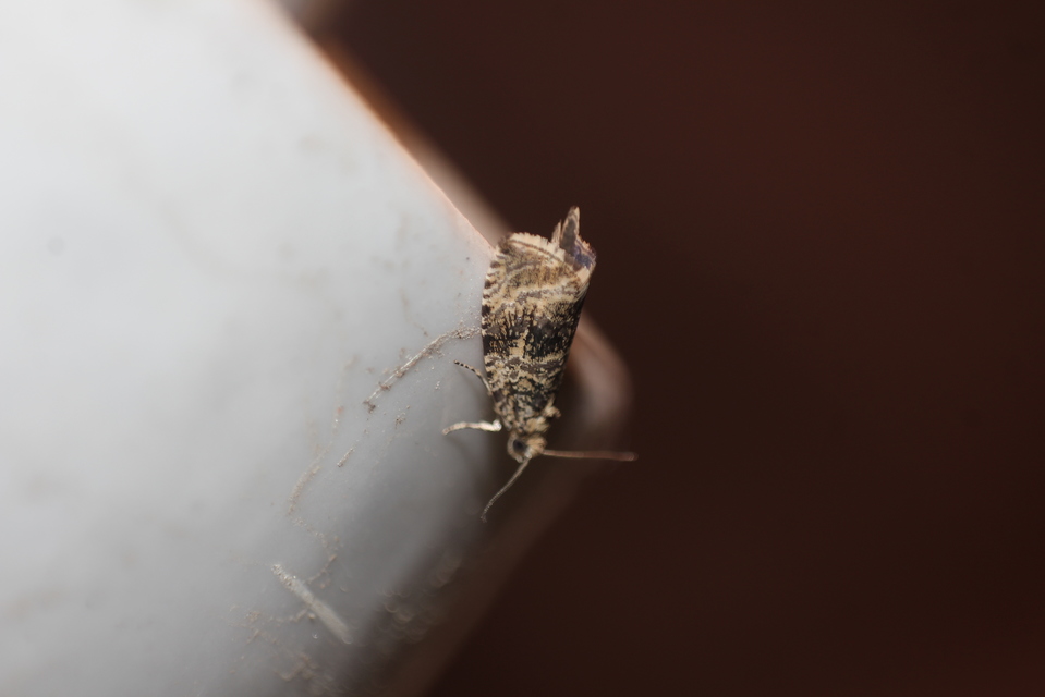 Celypha lacunana - vízparti tükrösmoly