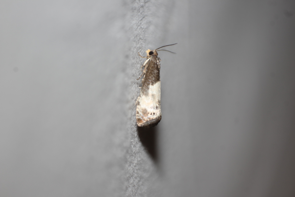 Notocelia cynosbatella - rózsahajtás-tükrösmoly