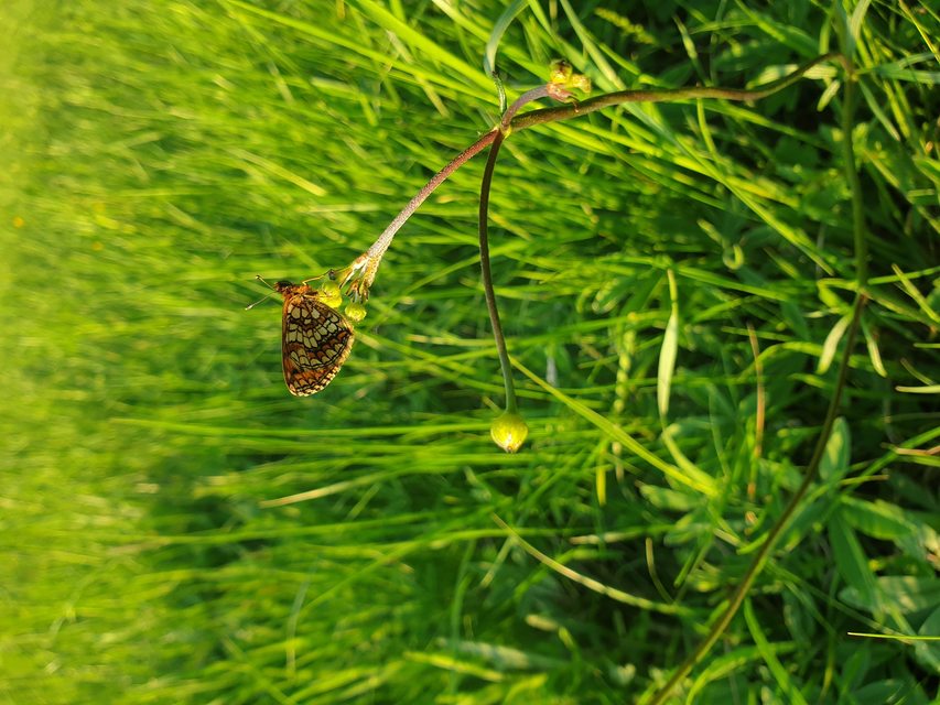 Melitaea athalia - közönséges tarkalepke