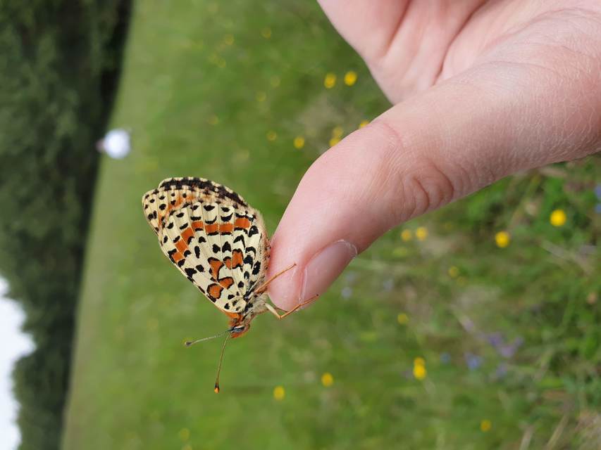 Melitaea didyma - tüzes tarkalepke