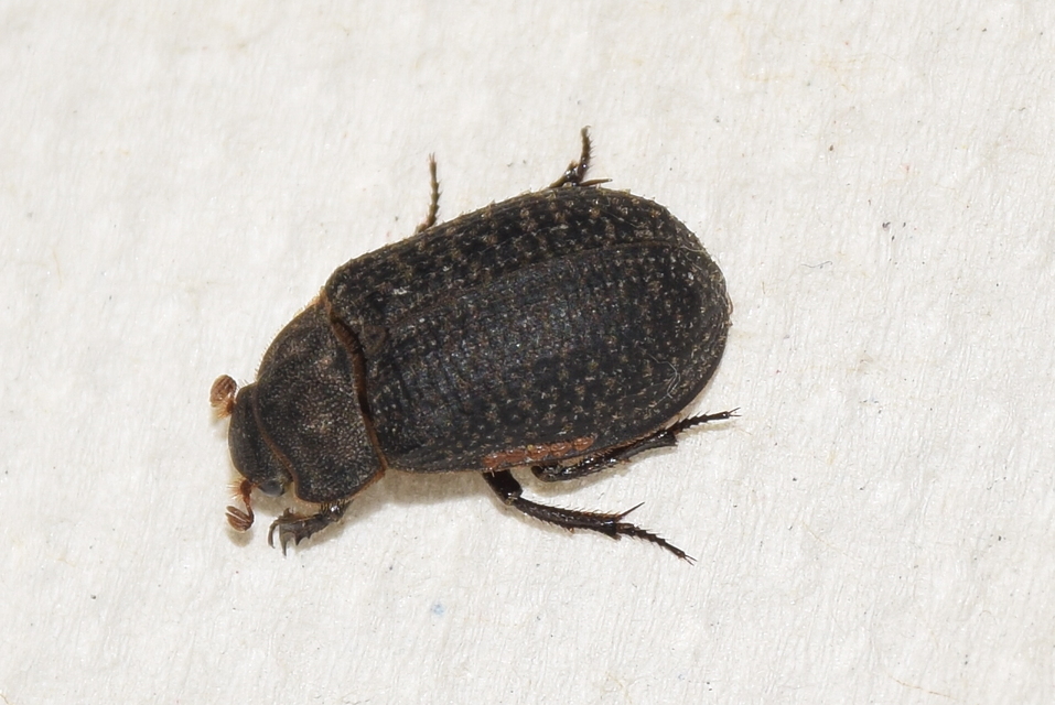 Trox cadaverinus - nagy irhabogár