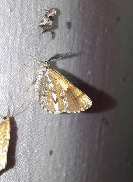 Bupalus piniaria - fenyőaraszoló