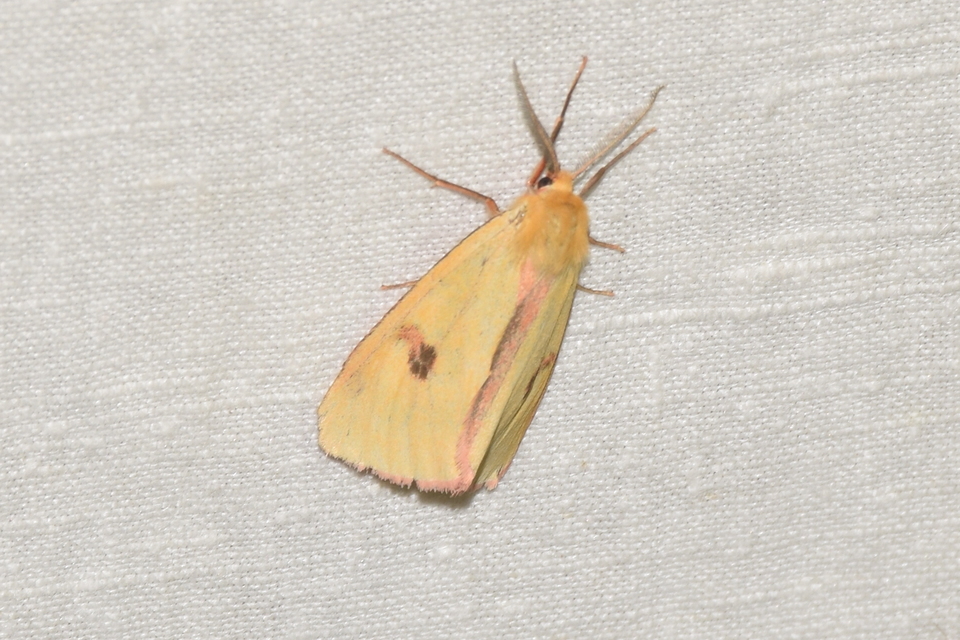 Diacrisia sannio - vörösszélű medvelepke