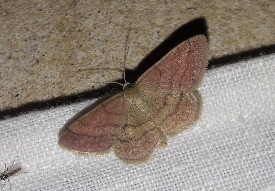 Scopula rubiginata - réti pirosaraszoló