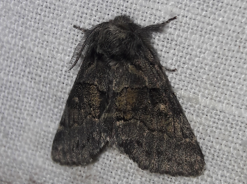 Gluphisia crenata - kormos púposszövő