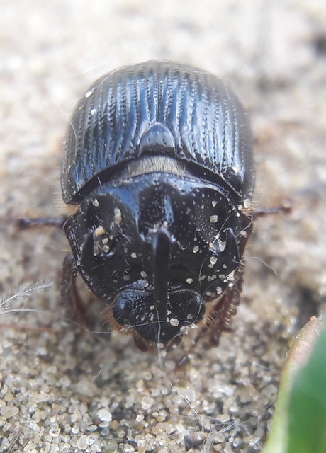 Odonteus armiger - mozgószarvú álganéjtúró