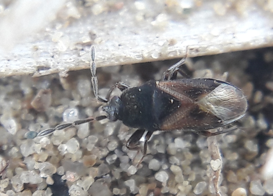 Tropistethus holosericus - törpebodobács