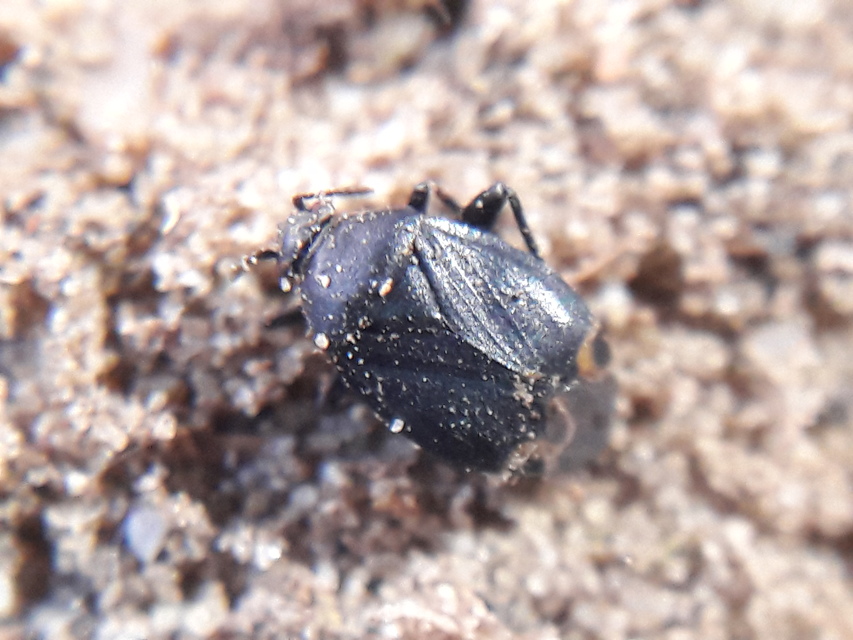 Polymerus nigritus Polymerus nigritus