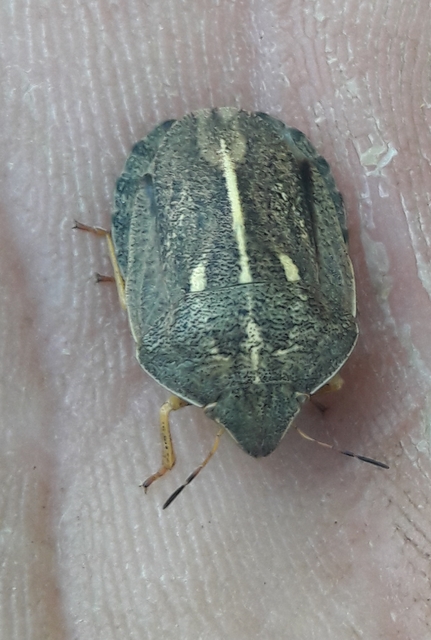 Eurygaster austriaca - osztrákpoloska Eurygaster austriaca - osztrákpoloska