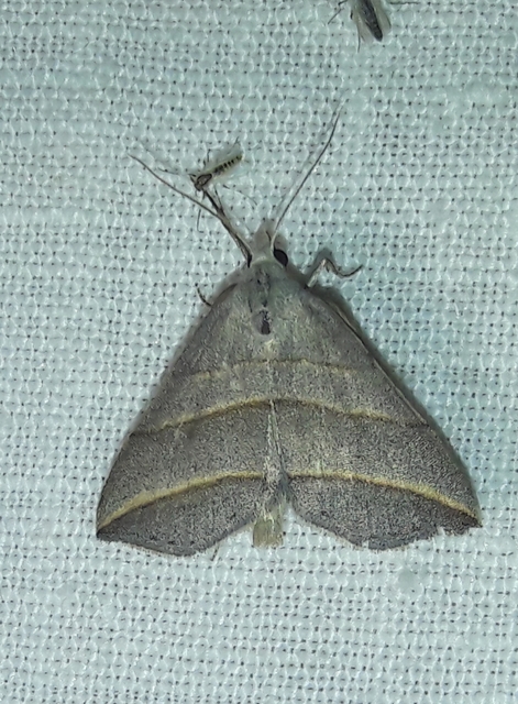 Colobochyla salicalis - háromsávos törpebagoly
