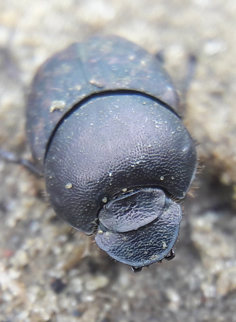 Onthophagus fracticornis - bronzos trágyatúró
