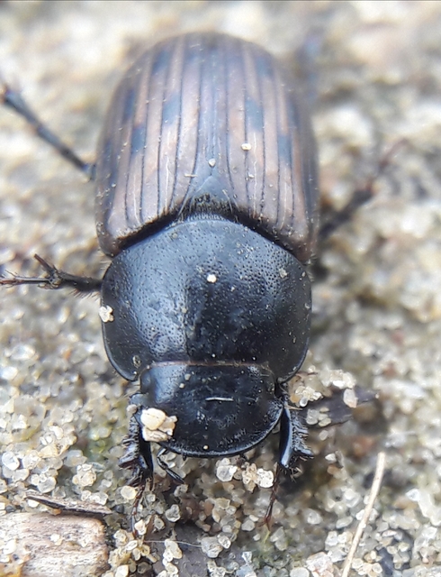 Aphodius luridus - tarka trágyabogár
