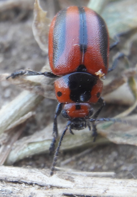 Entomoscelis adonidis - repce-honvédbogár