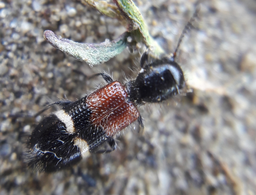 Tilloidea unifasciata - szőlő-szúfarkas