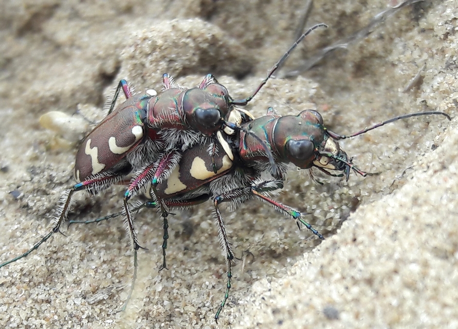 Cicindela hybrida - öves homokfutrinka