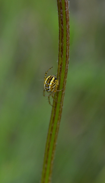 Mangora acalypha - réti keresztespók