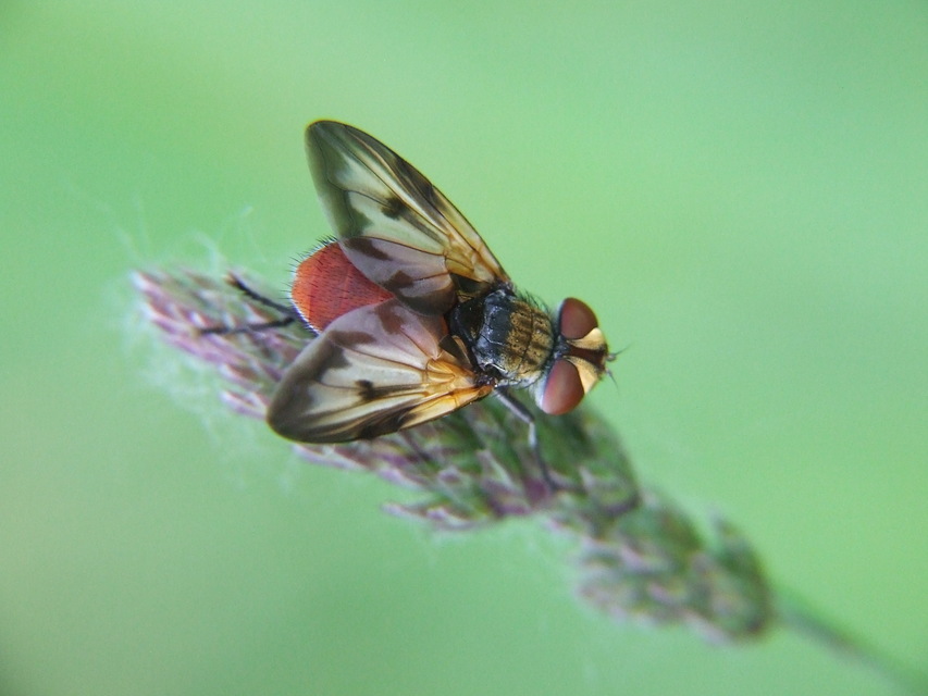 Phasiinae