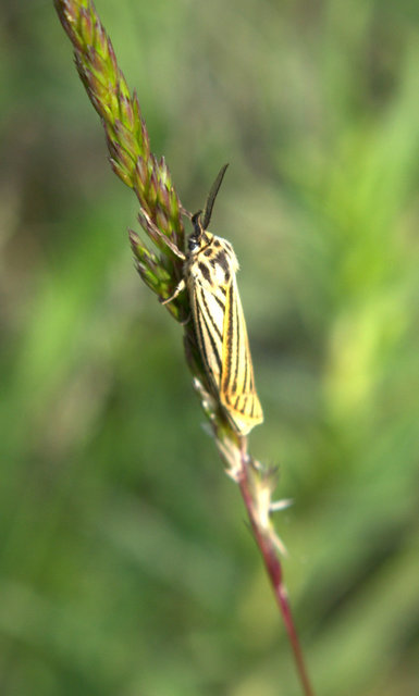 Spiris striata - csíkos molyszövő