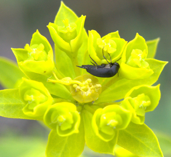 Mordellidae - marókafélék