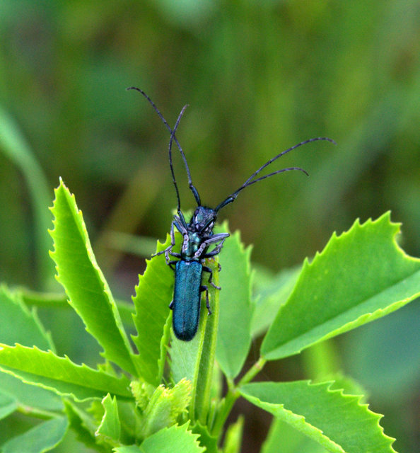 Agapanthia violacea - kék somkórócincér