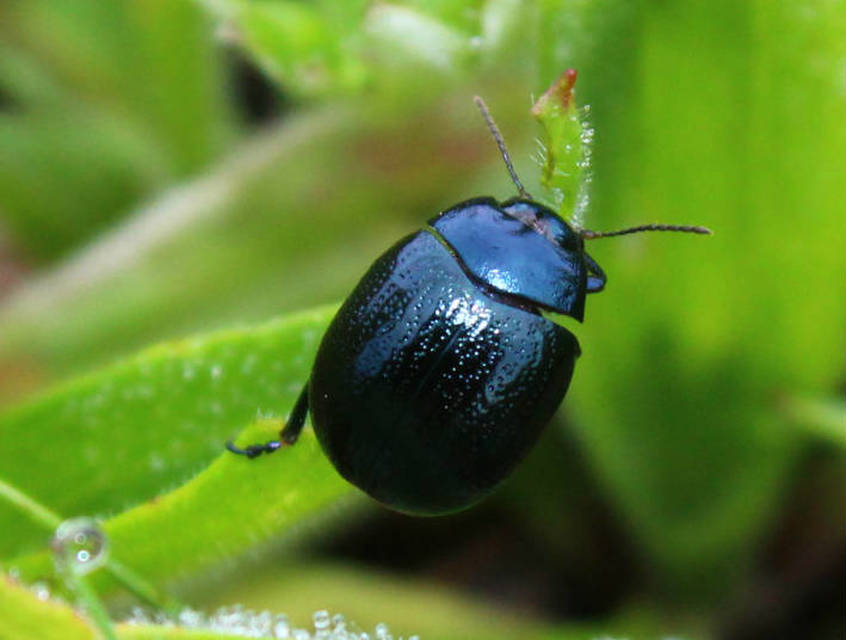 Chrysolina haemoptera - mezei levélbogár