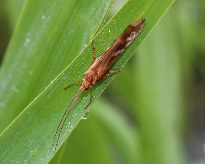 Limnephilidae